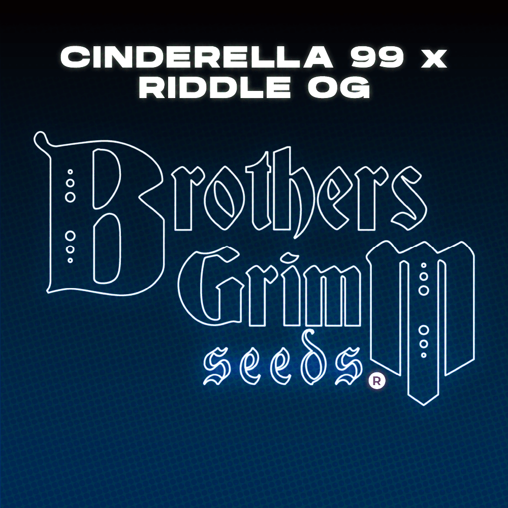 Cinderella 99 x Riddle OG Grow Cup